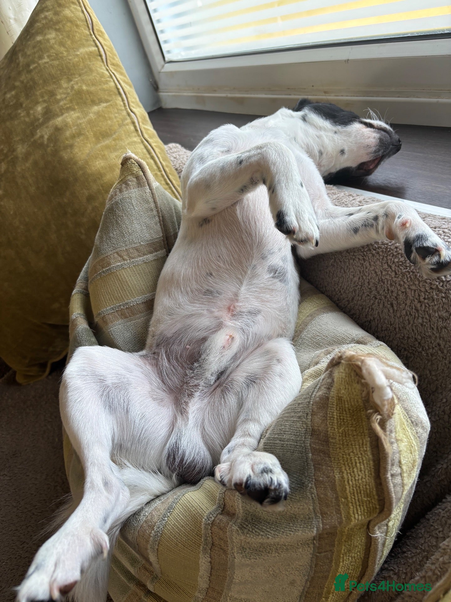 Mixed Breed dogs 1 year old male Jack Russel x Shih Tzu  - Advert 2