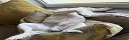 Mixed Breed dogs for sale: 1 year old male Jack Russel x Shih Tzu  - Advert 1