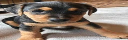Mixed Breed dogs for sale: Jack Russell Mix Breed Puppies in Woodbridge - Advert 14