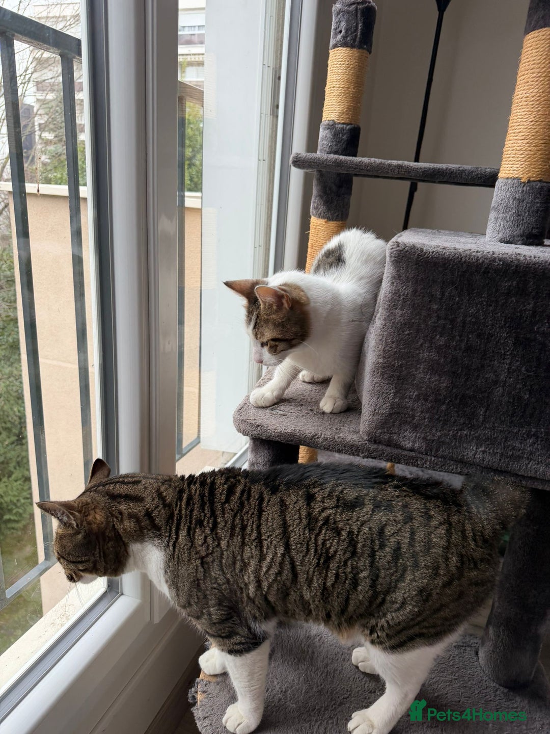 Mixed Breed cats for adoption: They Survived. Now They’re Ready to Be Loved - Advert 6