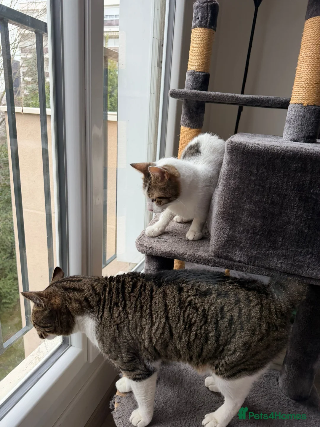 Mixed Breed cats for adoption: They Survived. Now They’re Ready to Be Loved - Advert 6