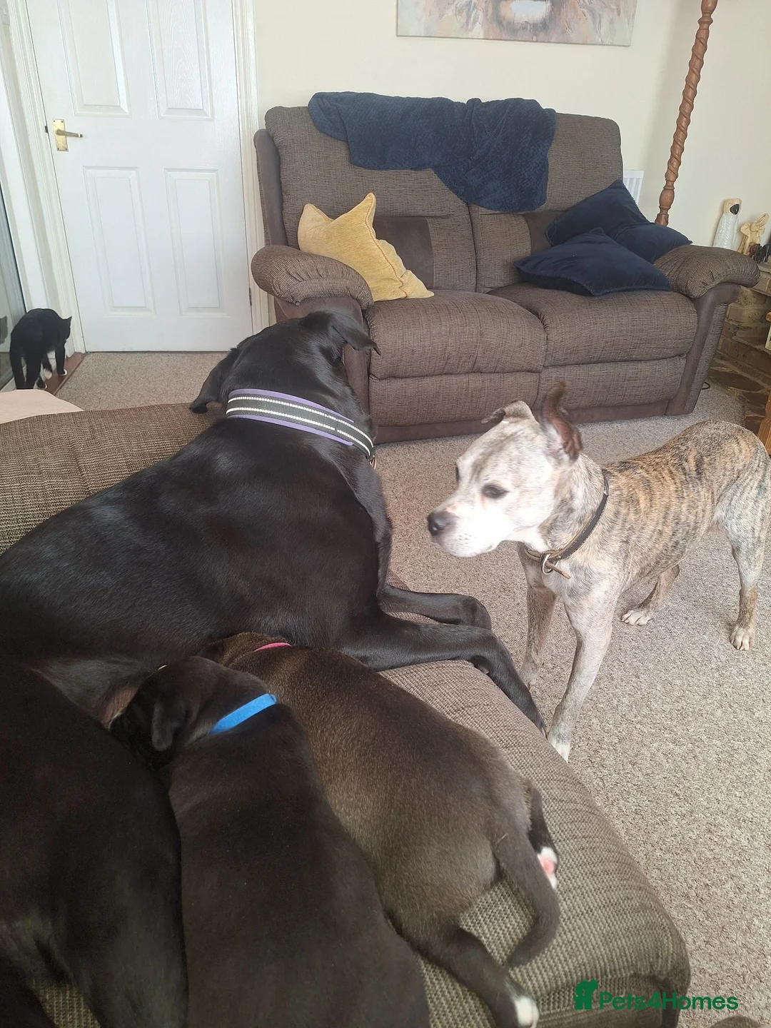 Mixed Breed dogs for sale: 2 mixed labrador pups for sale . in Canterbury - Advert 16