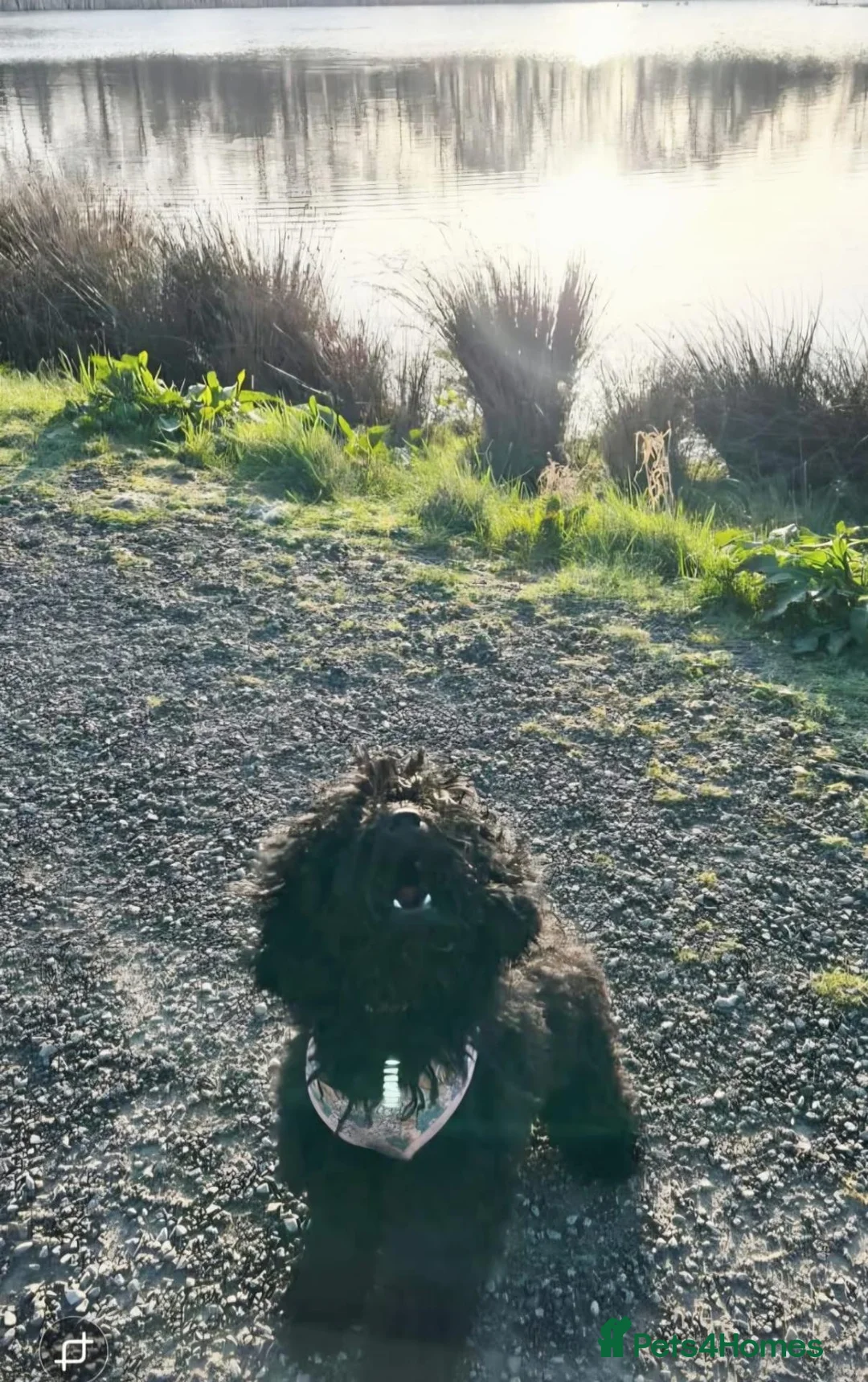 Cockapoo dogs for sale: Looking for her forever home  - Advert 2