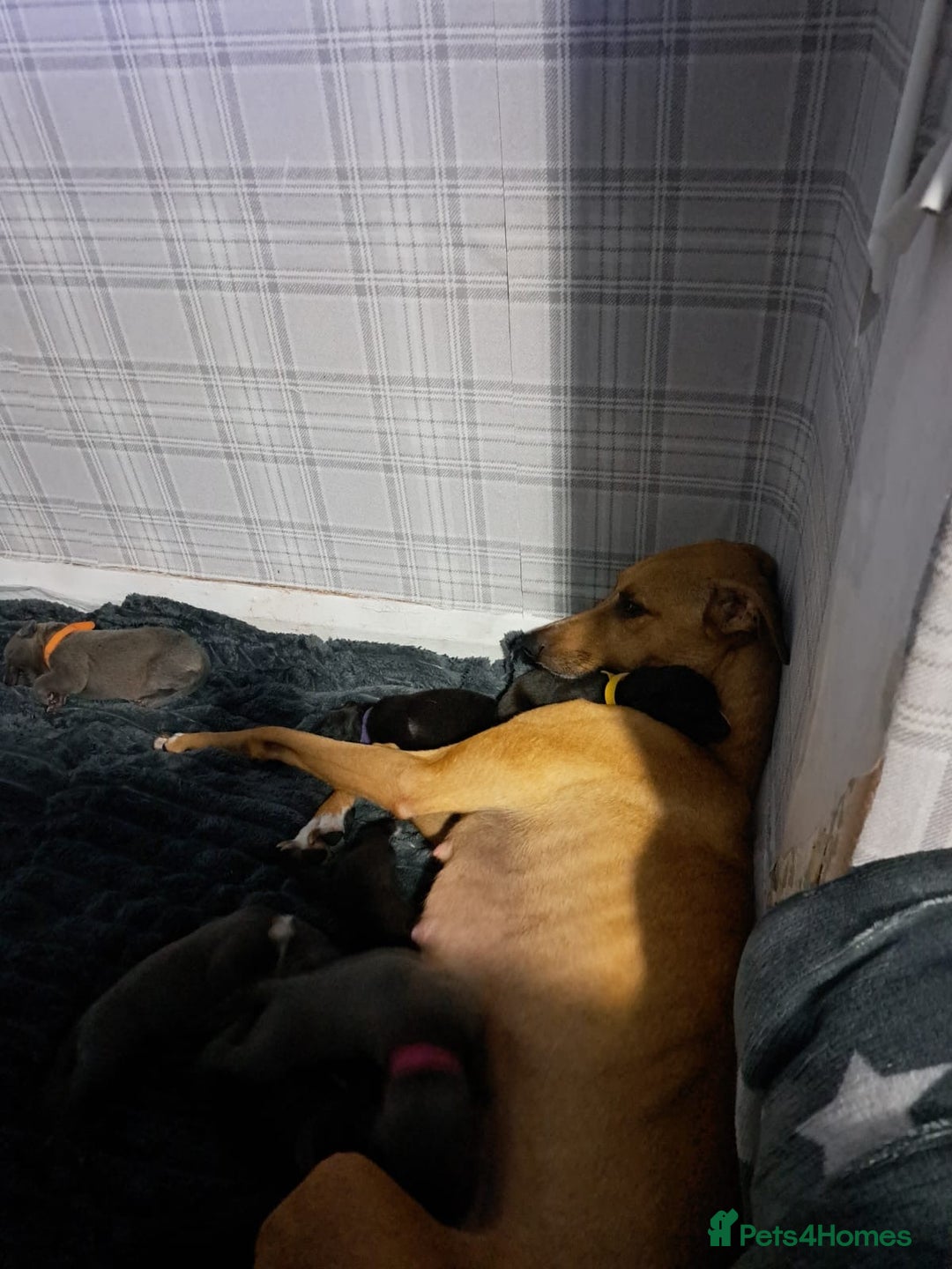 Mixed Breed dogs for sale: Apricot lurcher/kc blue whippet - Image 7