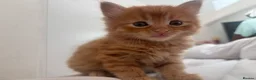 Mixed Breed cats for sale: 4 Ginger Boys, 2 Tortie cats  - Advert 10