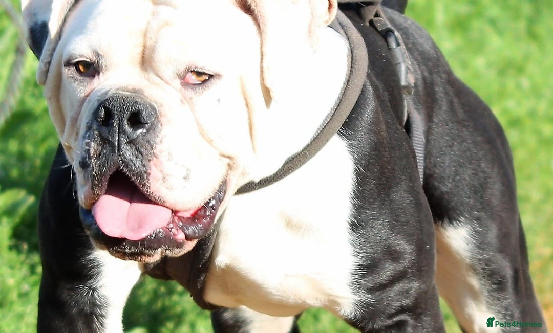 Alapaha Blue Blood Bulldog dogs for sale: SUPERB PICK OF LITTER PUP 5***** - Advert 33