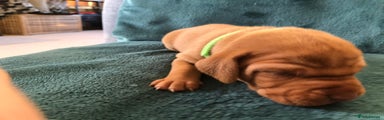 Hungarian Vizsla Puppy 6