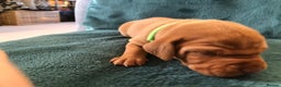 Hungarian Vizsla dogs for sale: Playfull and cheeky hungarian vizsla puppies  - Advert 29