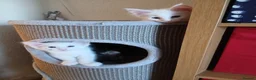 Maine Coon cats for sale: Maine Coon Kittens for Sale - Advert 5
