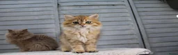 British Longhair cats for sale: Boy and Girl ready  - Advert 4