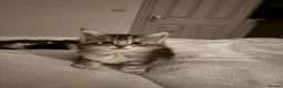 Maine Coon cats for sale: Stunning Silver Tabby Maine Coon Females - Advert 3