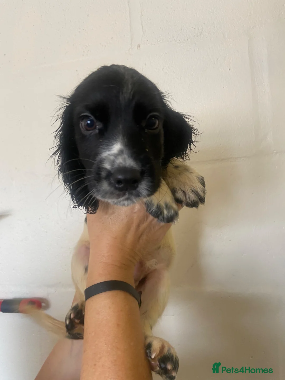 Cocker Spaniel dogs for sale: Cocker spaniel puppies 🐾🐶 - Advert 2