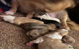 Chihuahua dogs for sale: Puppy’s  - Image 2