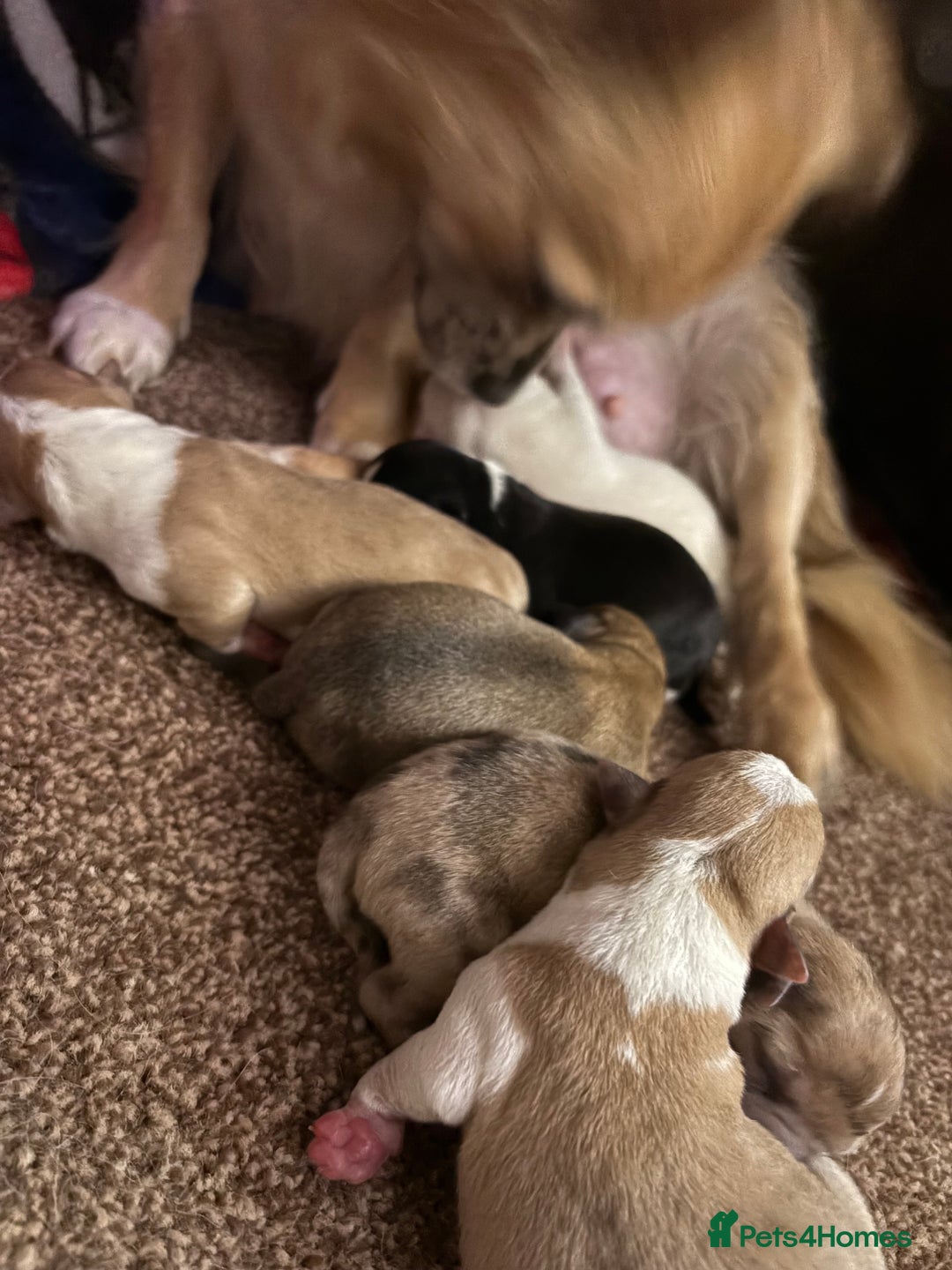 Chihuahua dogs for sale: Puppy’s  - Image 2