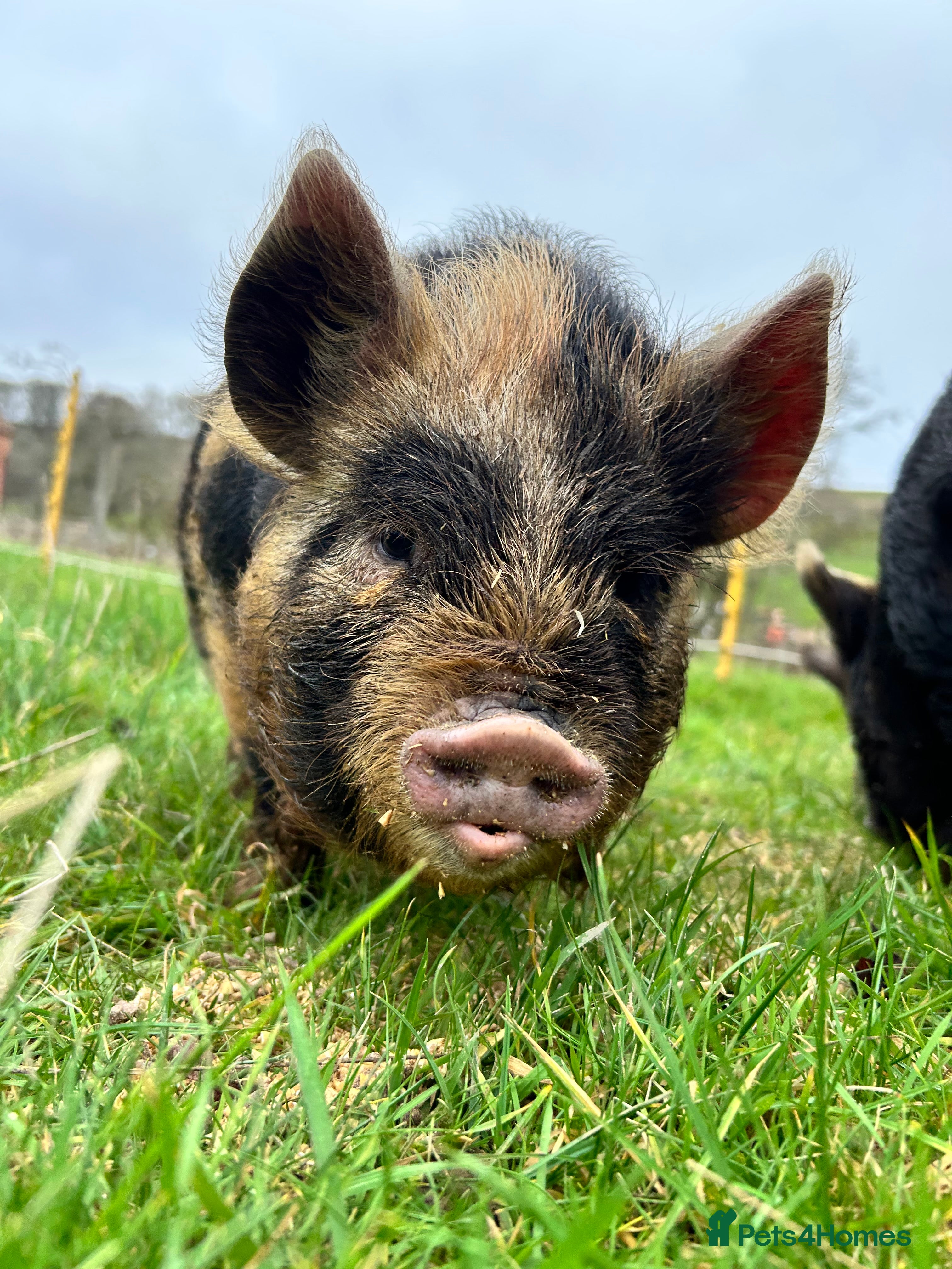 Pig livestock Mixed KuneKune Pigs - Advert 6