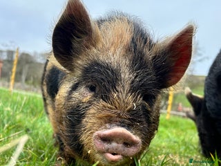 Pig livestock Mixed KuneKune Pigs - Advert 6