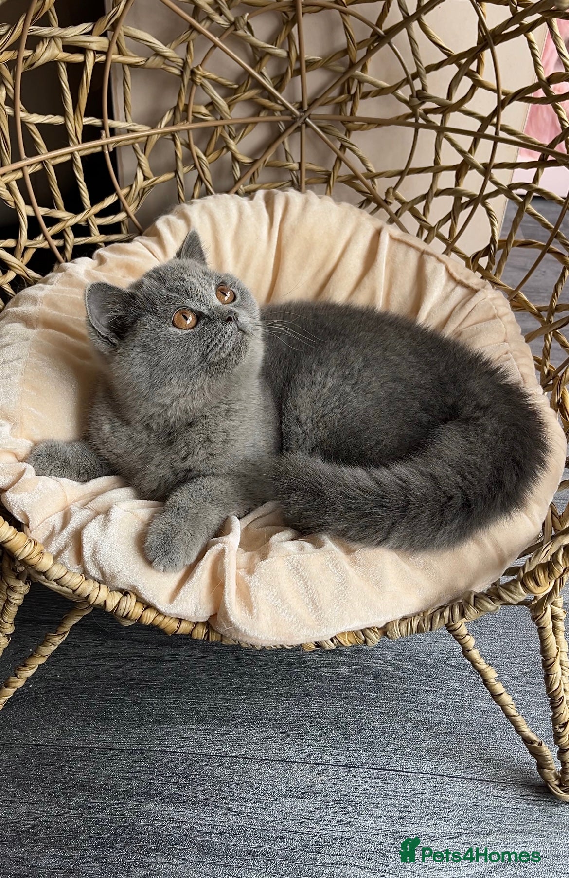 British Shorthair cats Available Last gorgeous blue girl!💙 - Advert 7