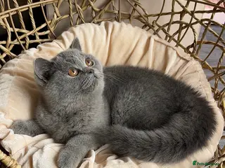 British Shorthair cats Available Last gorgeous blue girl!💙 - Advert 9