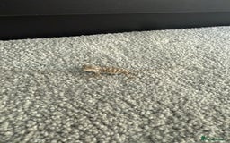 Dragon reptiles for sale: Baby Rankin Dragon - Image 11