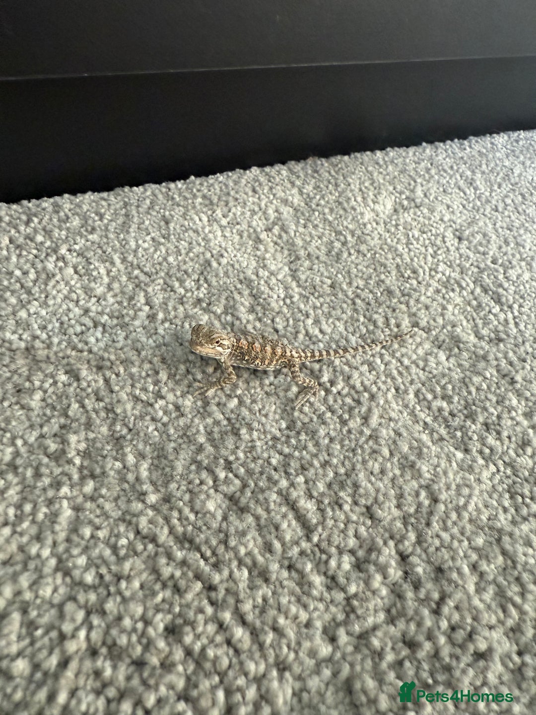 Dragon reptiles for sale: Baby Rankin Dragon - Image 11