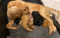 Cocker Spaniel dogs for stud: Chocolate Working Cocker for Stud  - Image 6