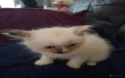 Ragdoll cats for sale: Beautiful Ragdoll x British long hair kittens  - Image 11