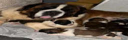 Saint Bernard dogs for sale: Waiting list open due may 23rd  - Advert 18