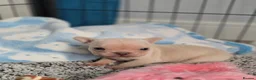 French Bulldog dogs for sale: Beautiful KC French Bulldog Puppy  - Advert 14