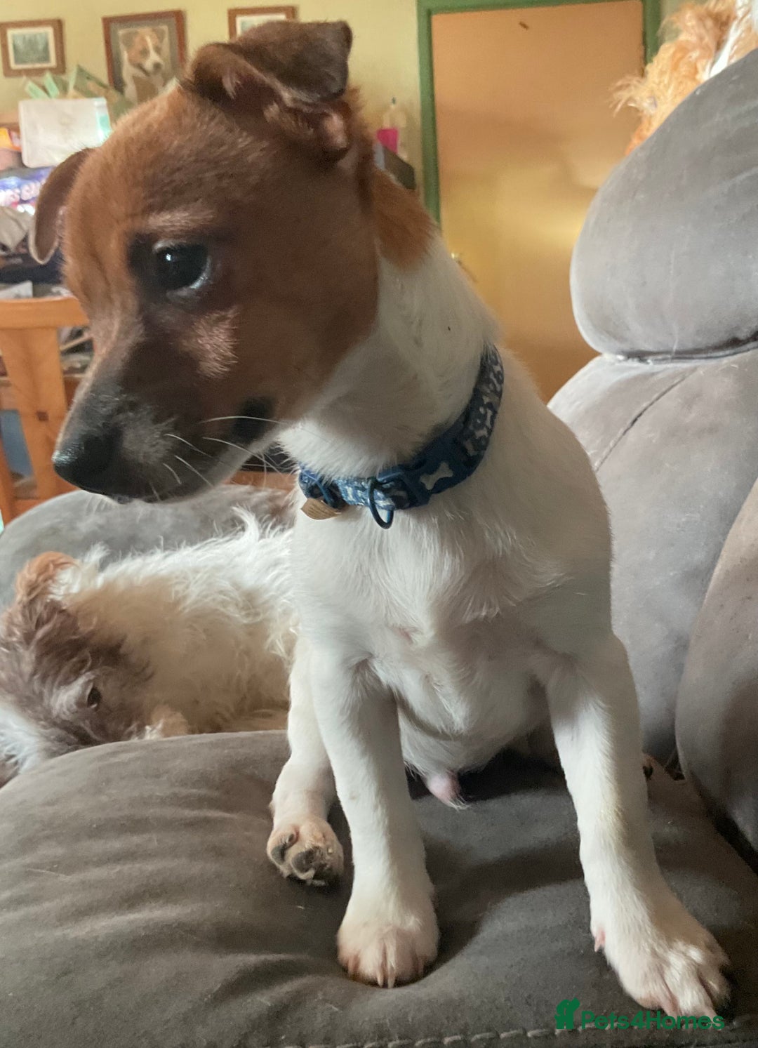 Jack Russell dogs for sale: Tiny Jack Russell - Image 1