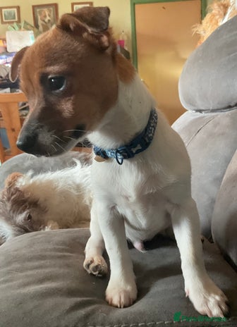 Jack Russell dogs - Advert 10