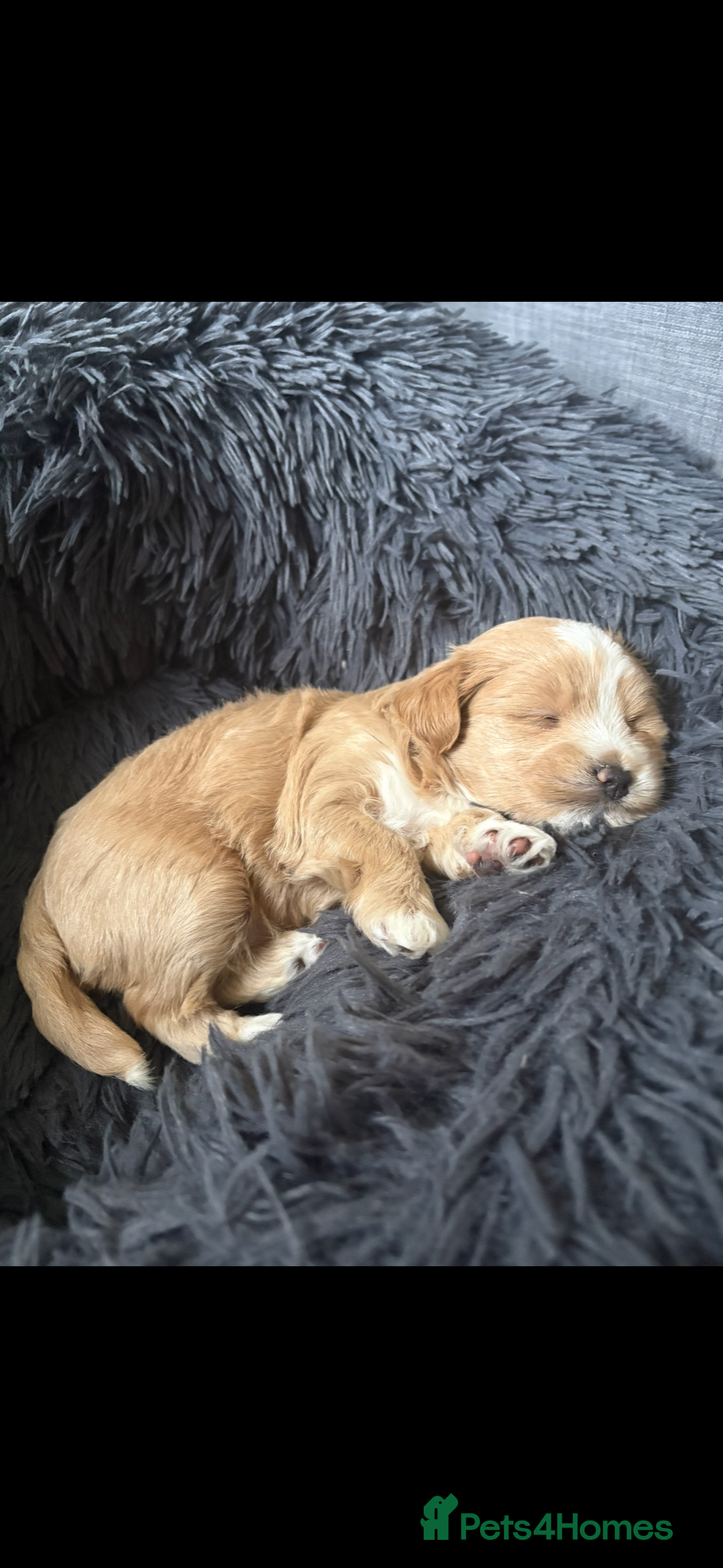 Maltipoo dogs for sale: Maltipoo  - Image 1