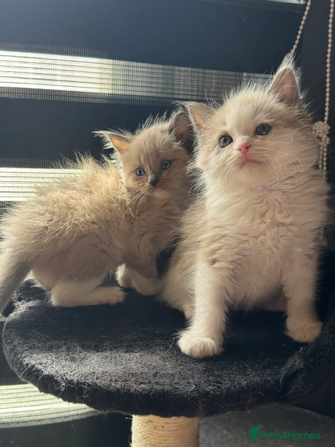 Ragdoll cats for sale: Cherubim ragdoll  - Advert 1