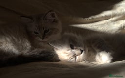 Neva Masquerade cats for sale: Litter 'W' 2 boys and 3 girls - Image 14