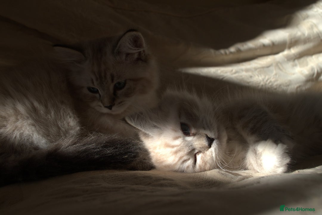 Neva Masquerade cats for sale: Litter 'W' 2 boys and 3 girls - Image 14