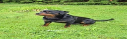 Rottweiler dogs for sale: Rottweiler puppies full German bloodline  in Newton-le-Willows - Advert 13