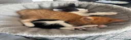 Domestic Shorthair cats for sale: 5 kittens available for their forever home 🩷💙 - Advert 15