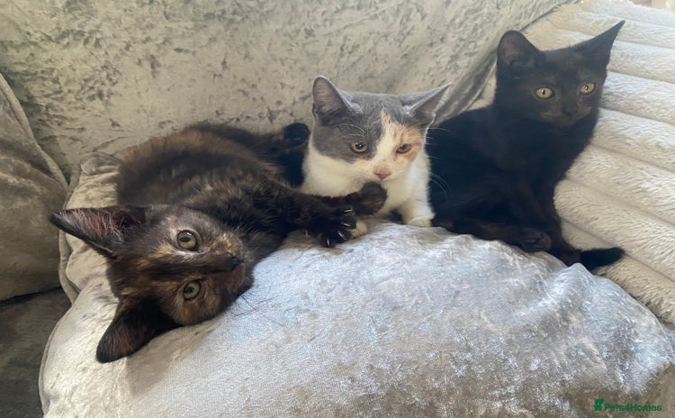 Mixed Breed cats - Advert 8