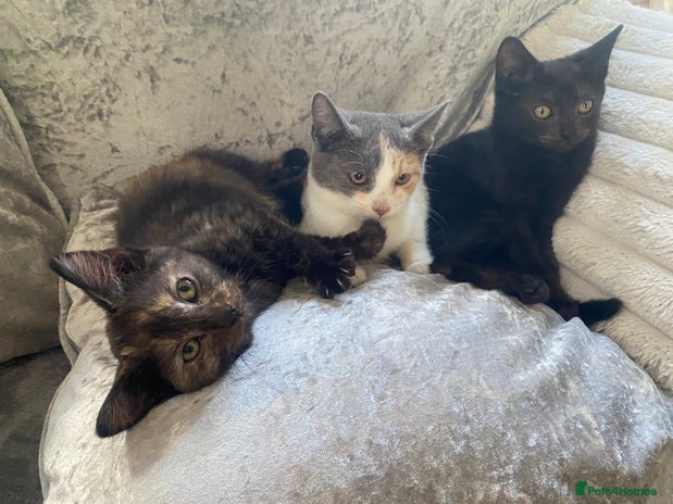 Mixed Breed cats - Advert 8