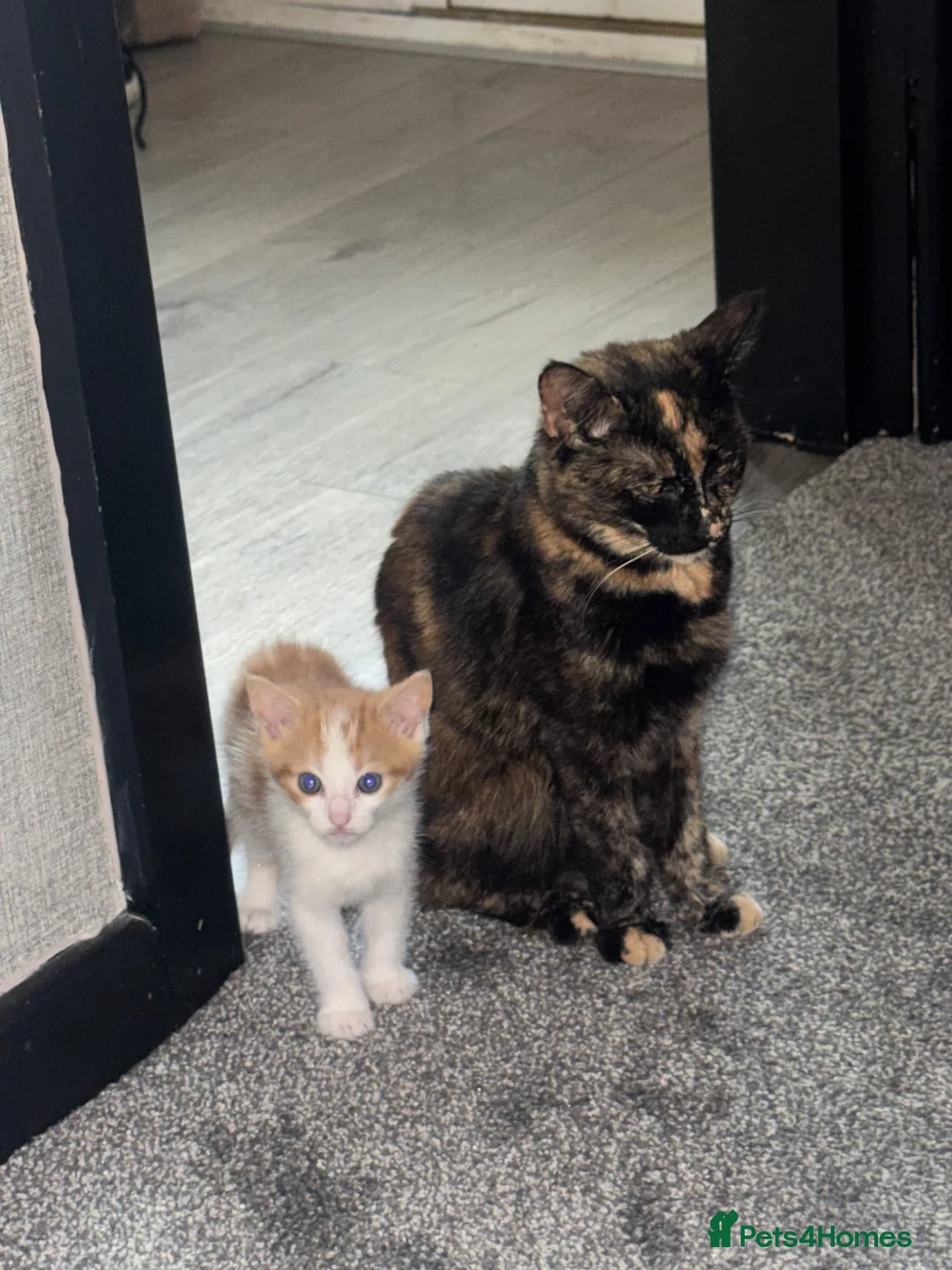 Mixed Breed cats for sale: 🐾 Grey & White Kitten in Heckmondwike - Advert 1