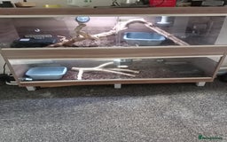 Python Snake reptiles for sale: Ball pythons plus equipment  - Image 4