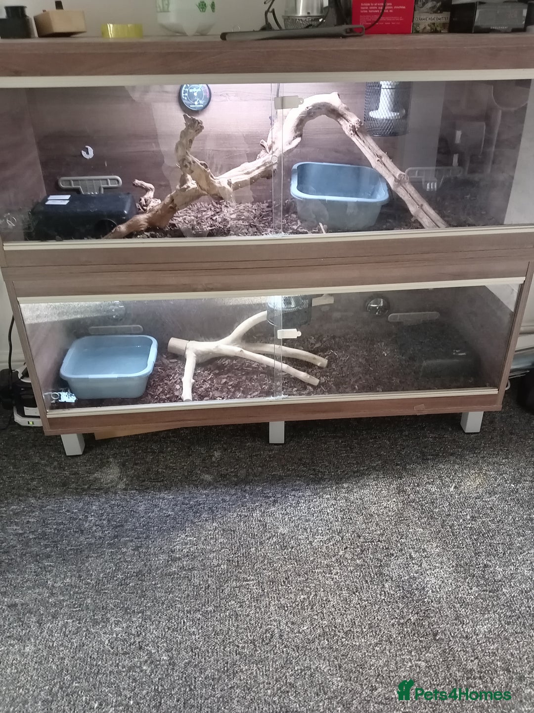 Python Snake reptiles for sale: Ball pythons plus equipment  - Image 4