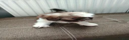 Shih Tzu dogs for sale: Beautiful imperial shih tzu  - Advert 9