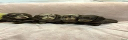 Miniature Dachshund dogs for sale: Miniature Longhaired dachshund puppy’s - Advert 5