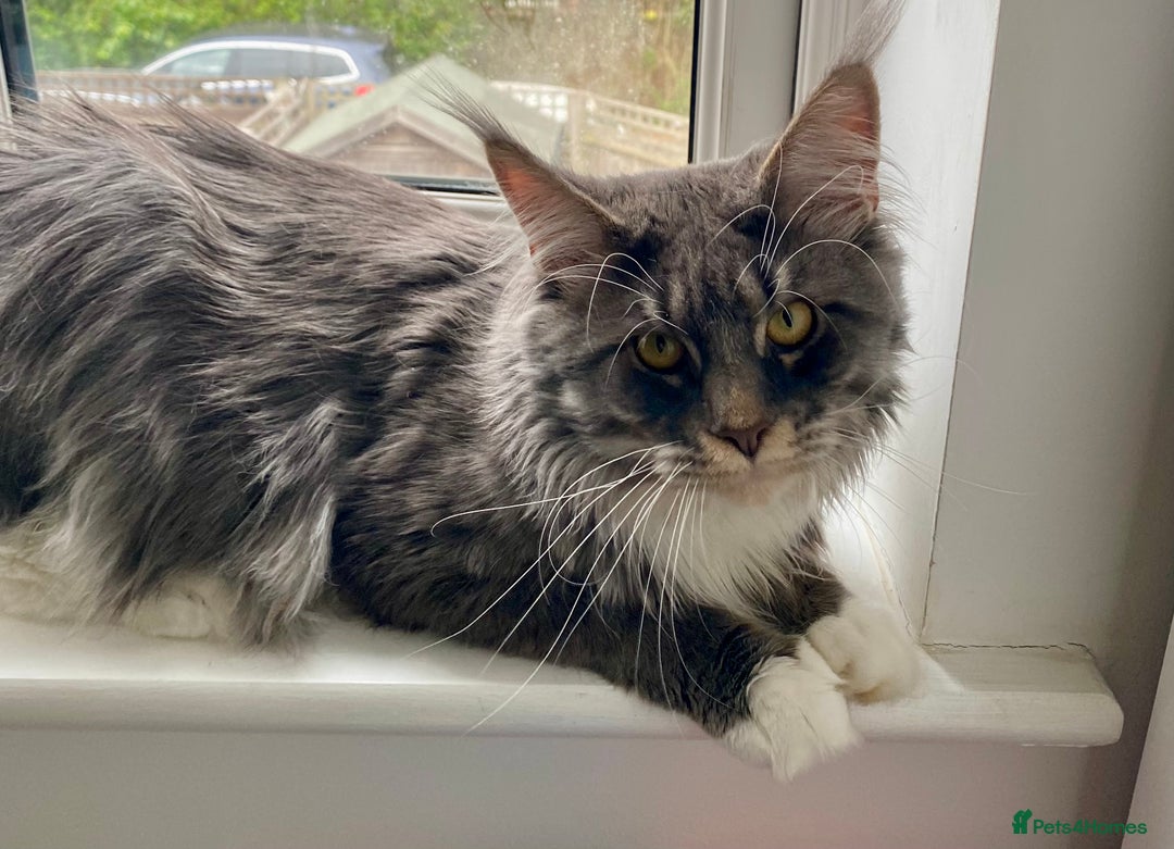 Maine Coon cats for sale: 1 year old male Maine coon - Image 10