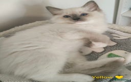 Ragdoll cats for sale: Stunning,TICA registered Ragdoll kittens - Image 29