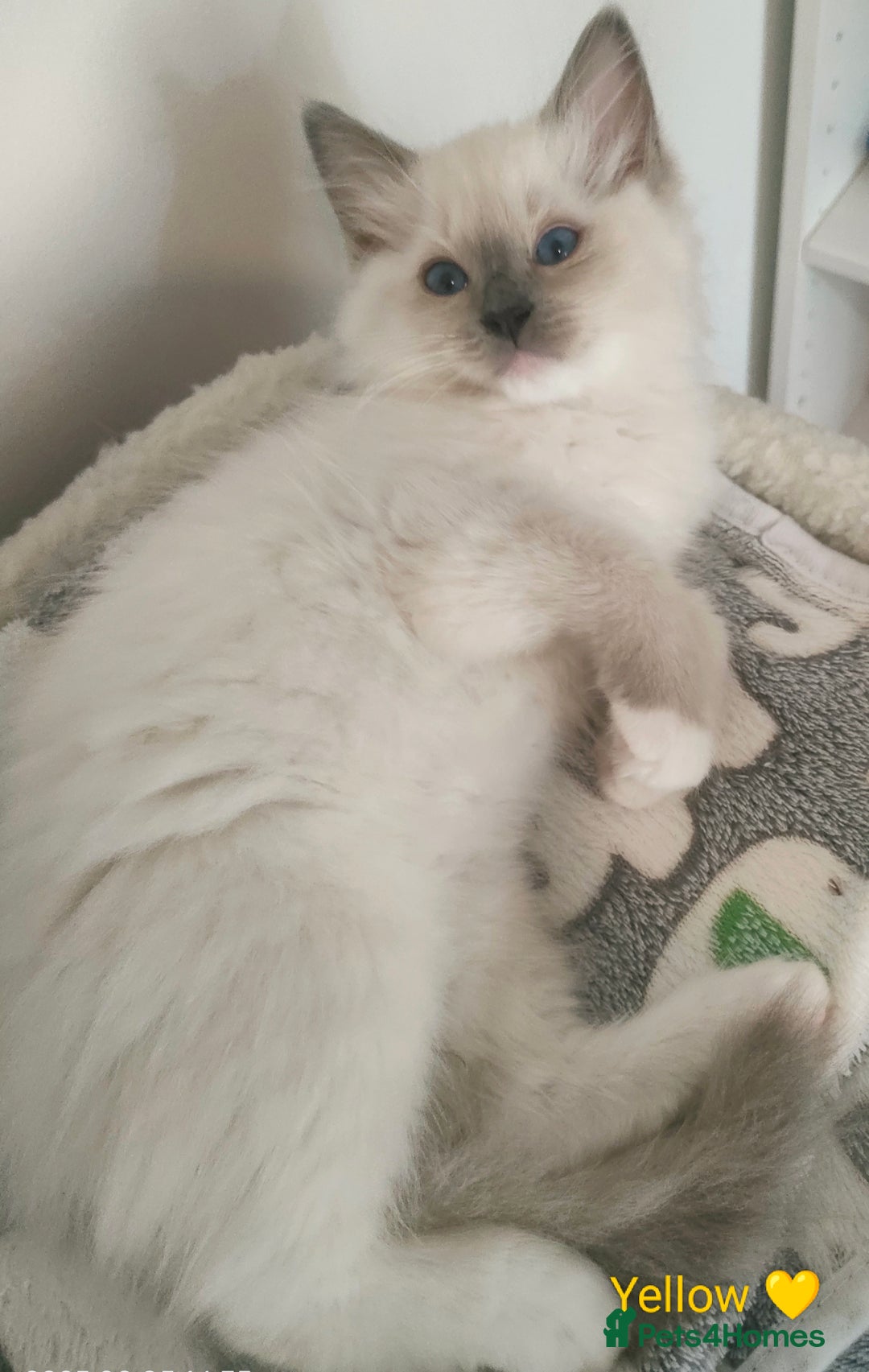 Ragdoll cats for sale: Stunning,TICA registered Ragdoll kittens - Image 29