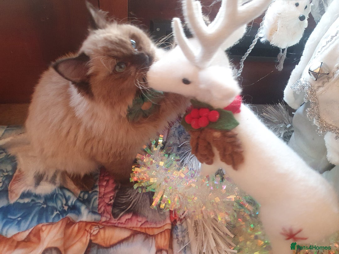 Ragdoll cats for sale: Mink & traditional Ragdolls - Advert 38