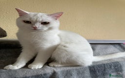 British Shorthair cats for sale: Stunning British Shorthair Kittens & adule cat - Image 39