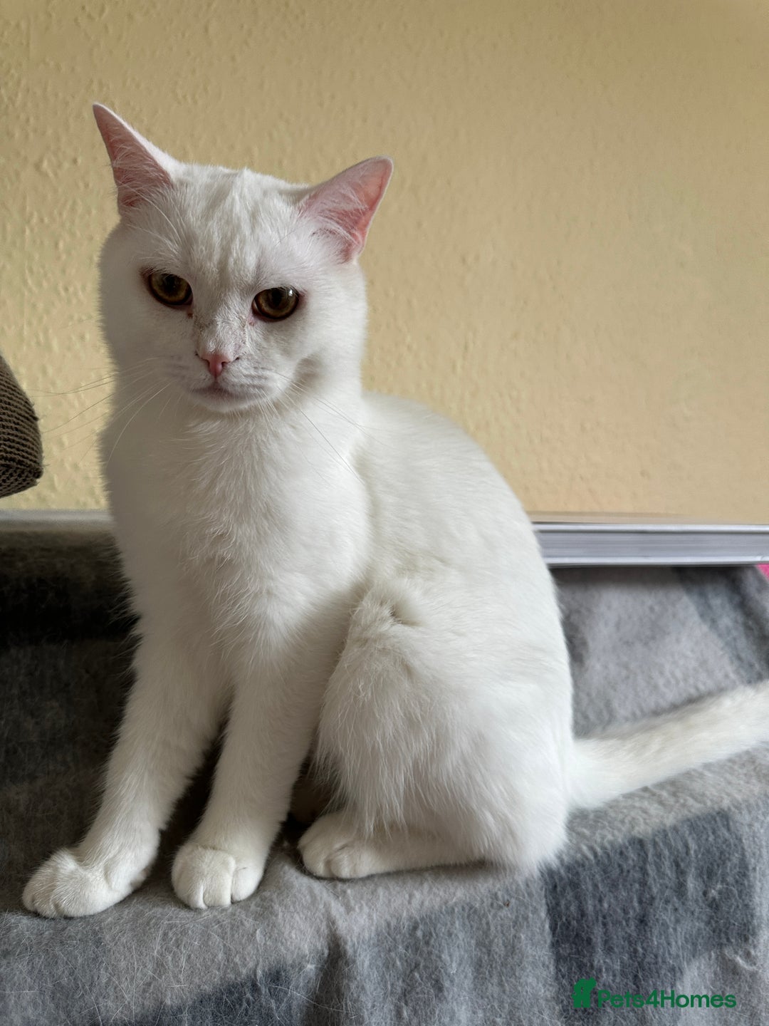 British Shorthair cats for sale: Stunning British Shorthair Kittens & adule cat - Image 39
