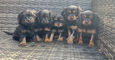 Cavapoo dogs - Advert 5